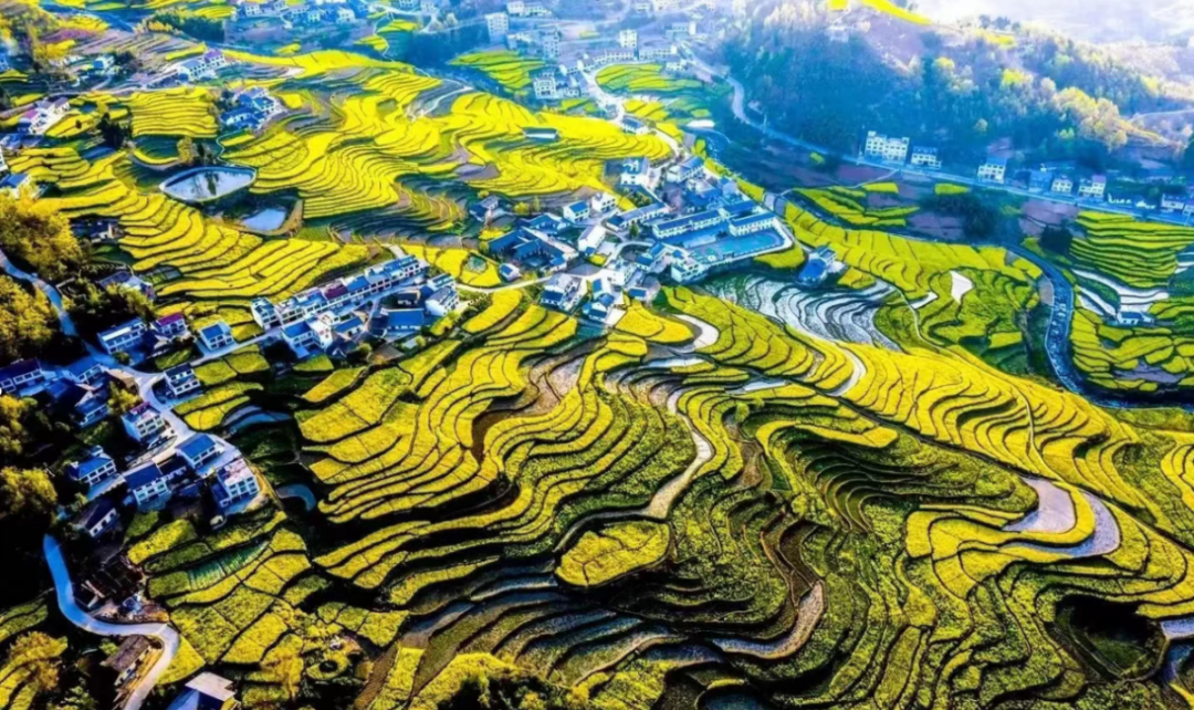 这片田，何以惊艳世界？