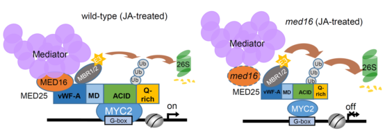 重磅!山东农大这位教授获国际顶尖学界“最高荣誉” 重磅!山东农大这位教授获国际顶尖学界“最高荣誉”