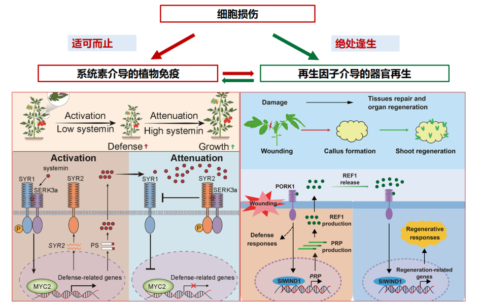 重磅!山东农大这位教授获国际顶尖学界“最高荣誉” 重磅!山东农大这位教授获国际顶尖学界“最高荣誉”