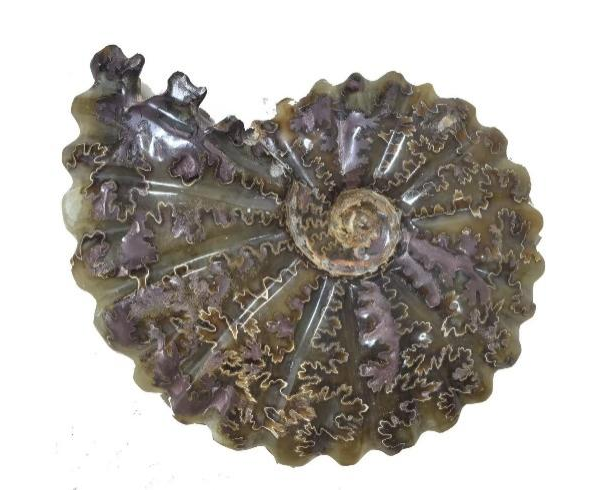 古生物的科学解码之旅 | 石头里的“时光密码”：古生物化石为何不能私挖？