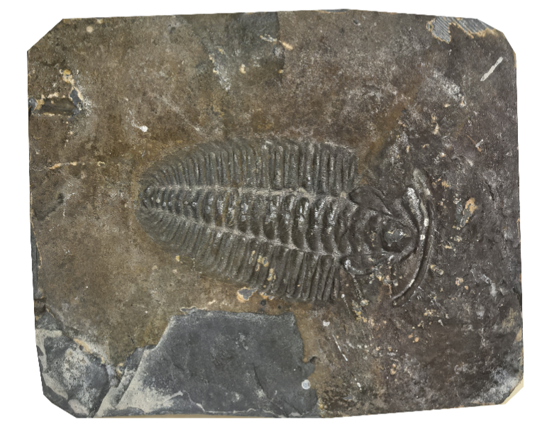 古生物的科学解码之旅 | 石头里的“时光密码”：古生物化石为何不能私挖？