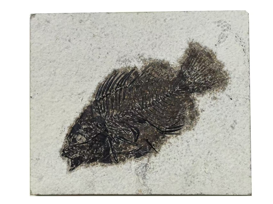 古生物的科学解码之旅 | 石头里的“时光密码”：古生物化石为何不能私挖？