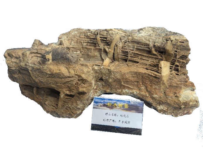 古生物的科学解码之旅 | 石头里的“时光密码”：古生物化石为何不能私挖？