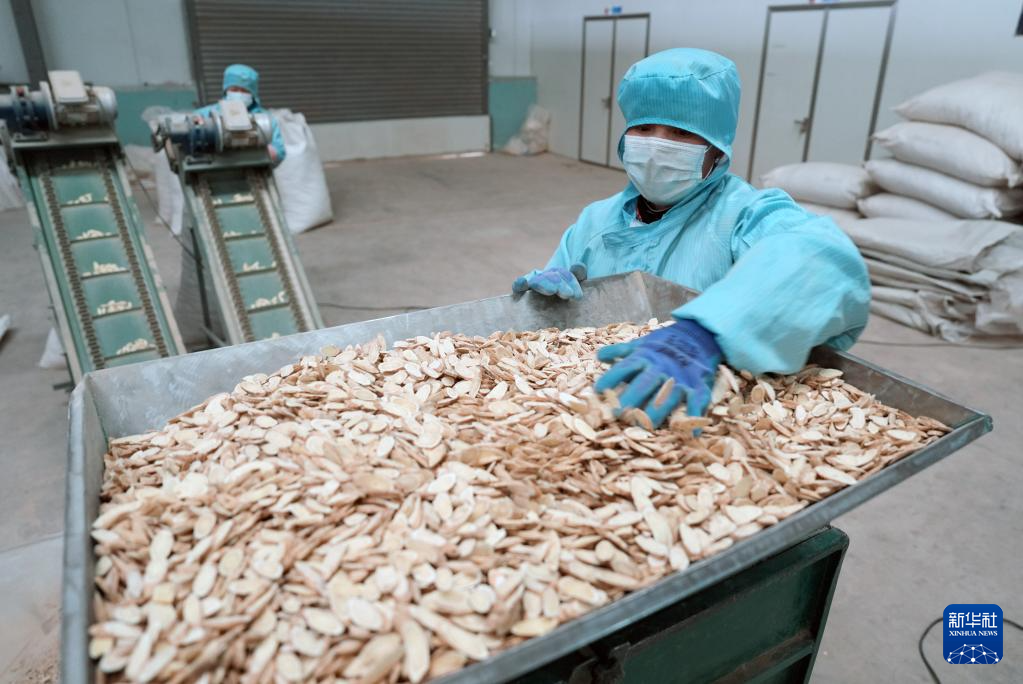 宁夏隆德：深化闽宁协作 打造中药材产业高地