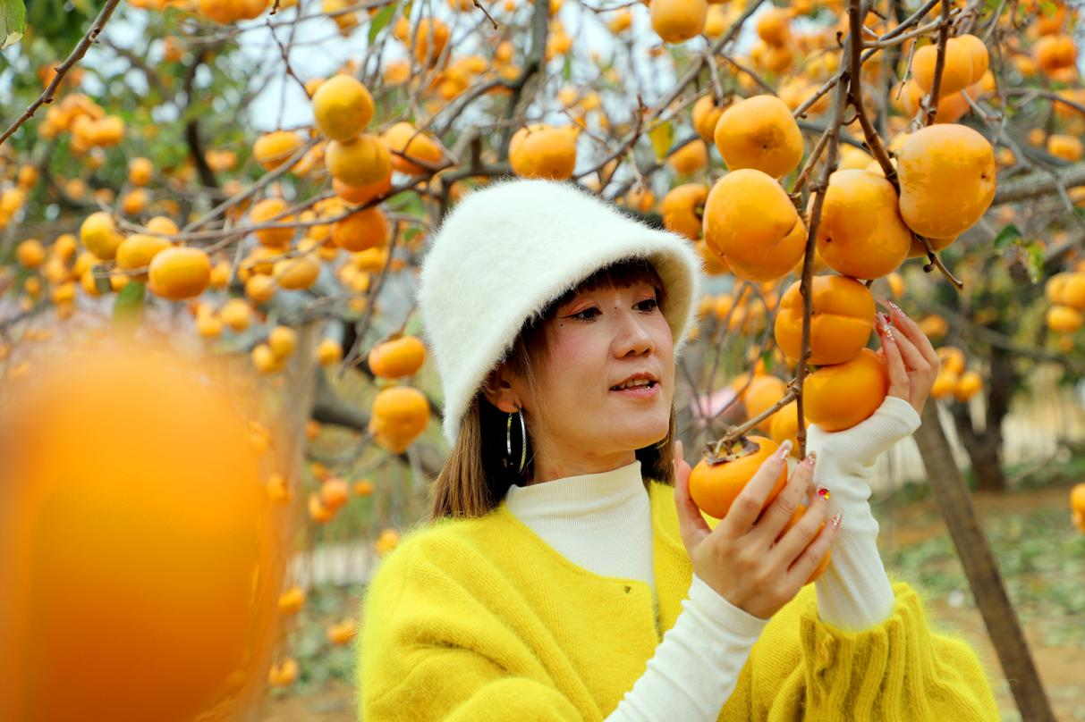 桂北“双果”兴农路