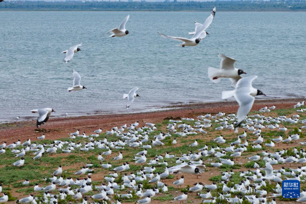 中国之城丨陕西榆林：黄土高原上的绿洲