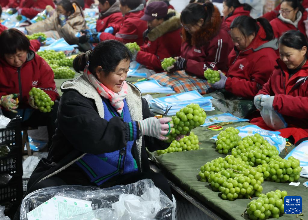 河北晋州：水果出口企业生产忙