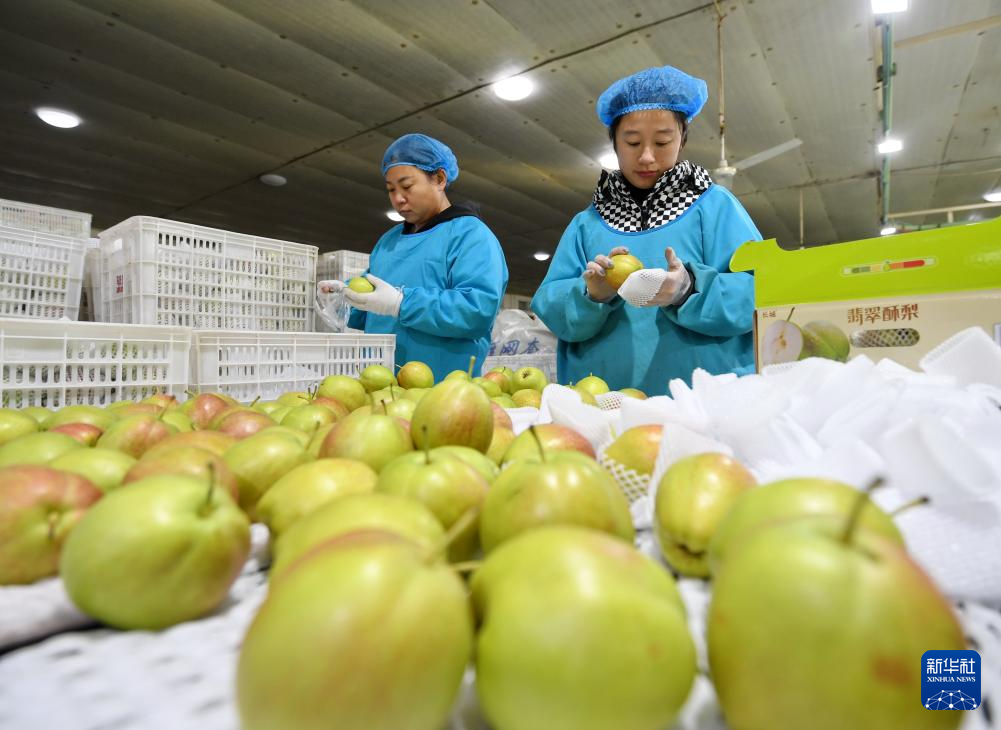 河北晋州：水果出口企业生产忙