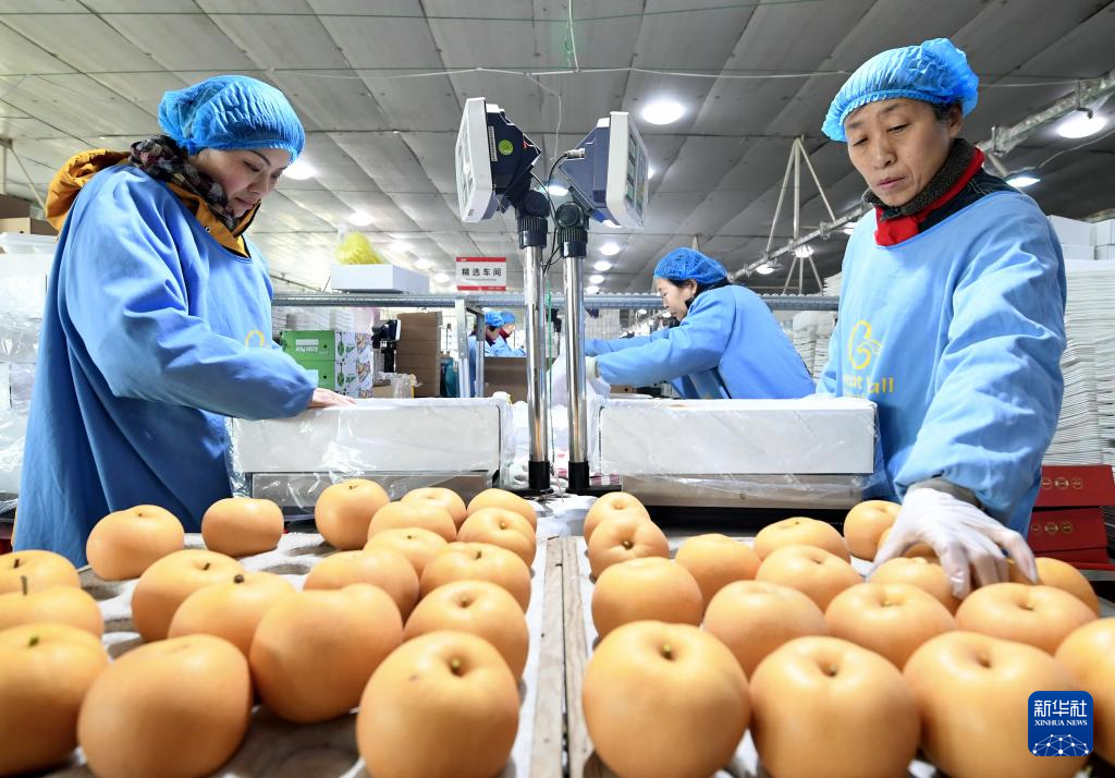 河北晋州：水果出口企业生产忙