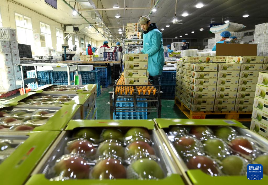 河北晋州：水果出口企业生产忙