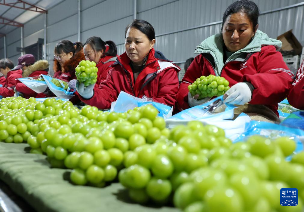 河北晋州：水果出口企业生产忙