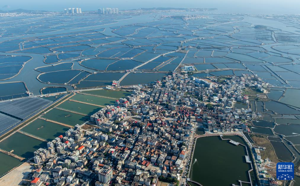 福建东坂村:小小河豚鱼“游”出小康路