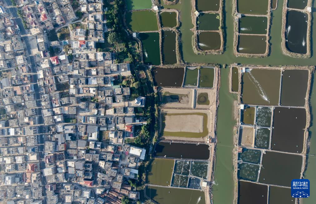 福建东坂村:小小河豚鱼“游”出小康路