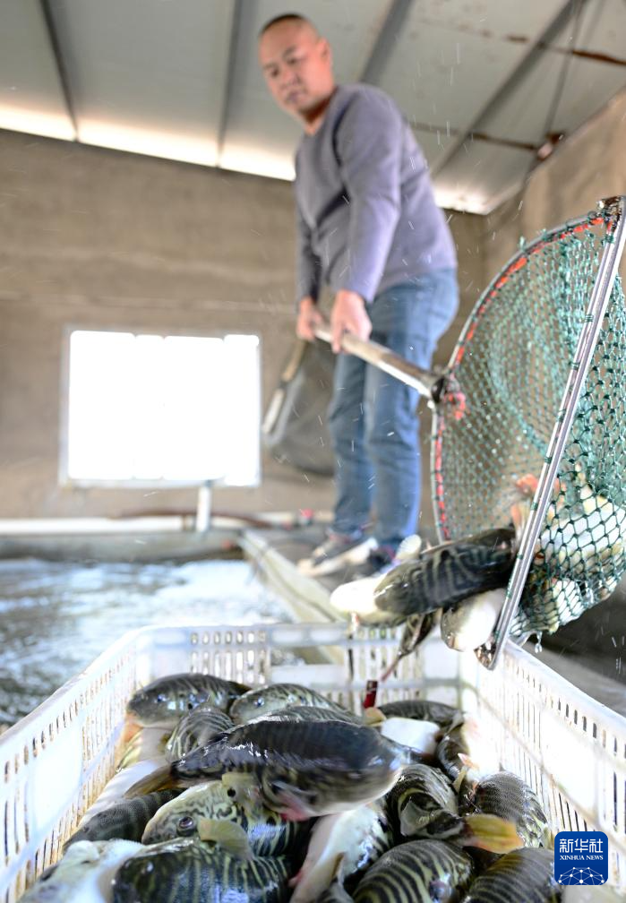 福建东坂村:小小河豚鱼“游”出小康路