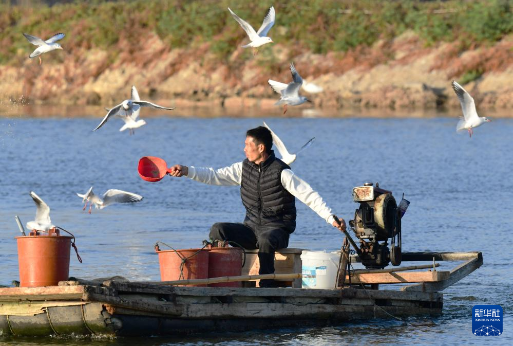 福建东坂村:小小河豚鱼“游”出小康路
