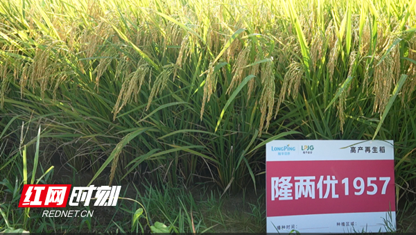 “一种两收”高产模式，助力粮食产能提升和农民增收