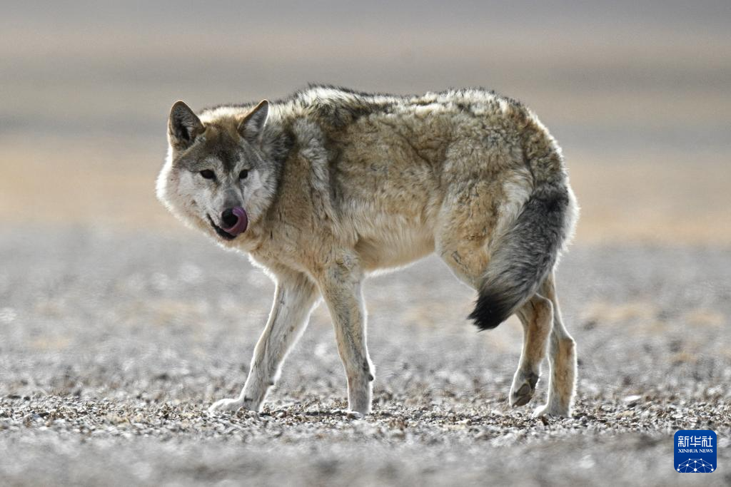 走进阿尔金山 镜遇秘境昆仑
