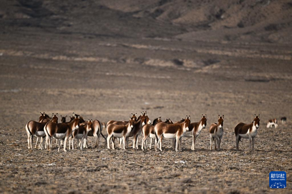 走进阿尔金山 镜遇秘境昆仑