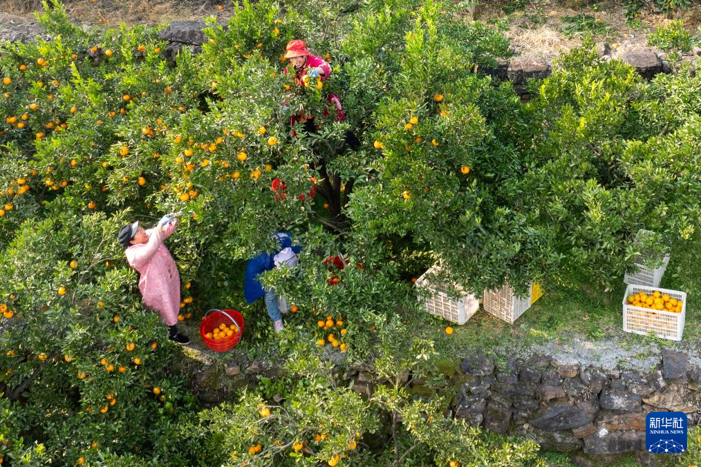 湖北长阳:清江椪柑采销忙