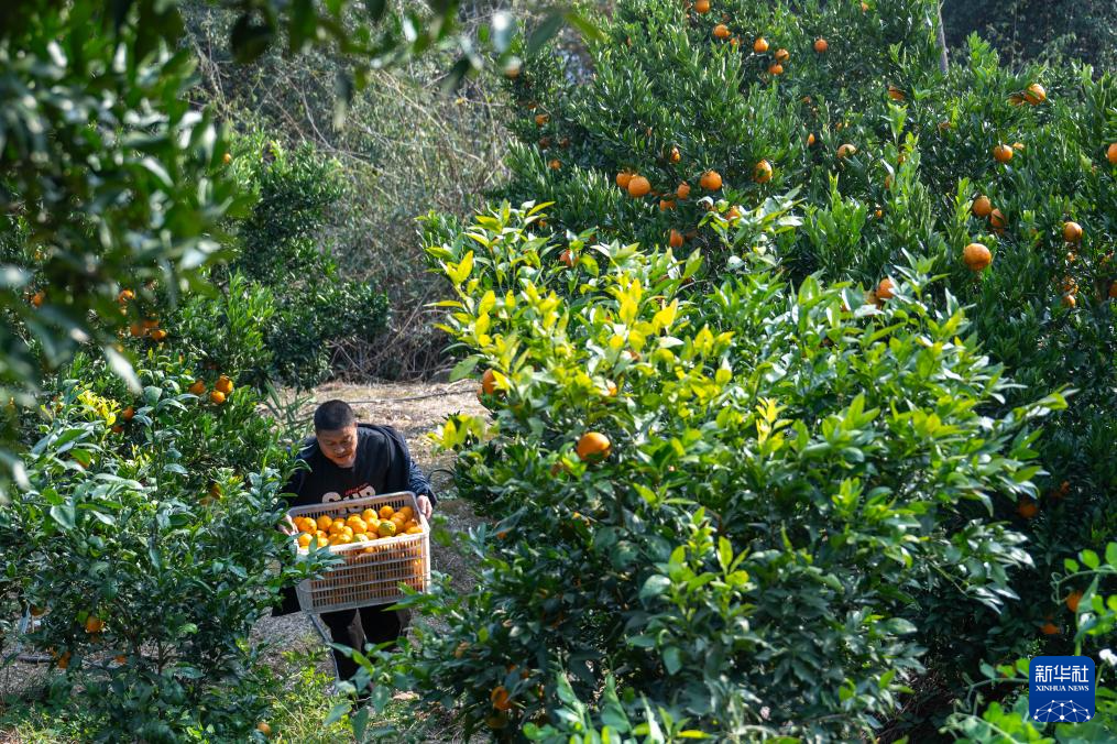 湖北长阳:清江椪柑采销忙