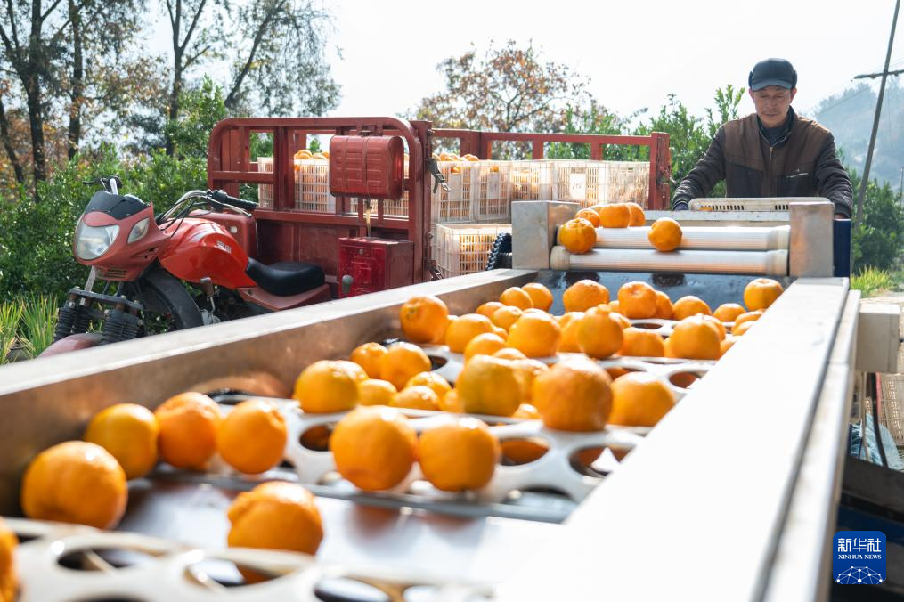 湖北长阳:清江椪柑采销忙