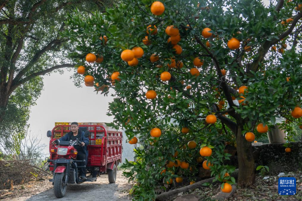湖北长阳:清江椪柑采销忙