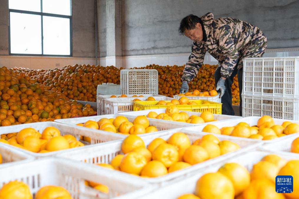 湖北长阳:清江椪柑采销忙