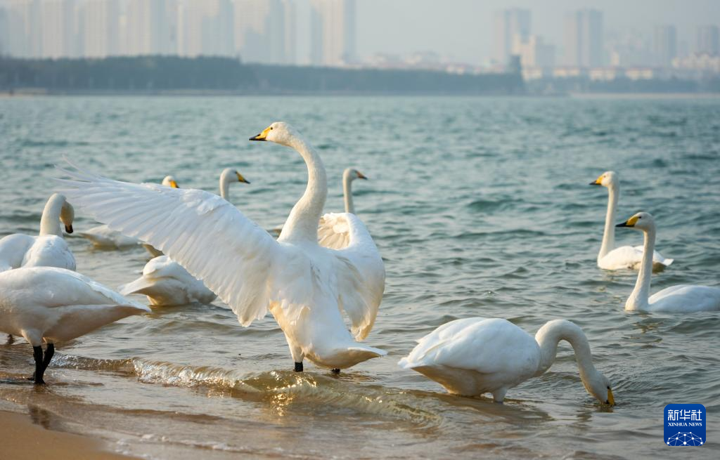 中国之城丨山东威海:山海相拥的开放之城