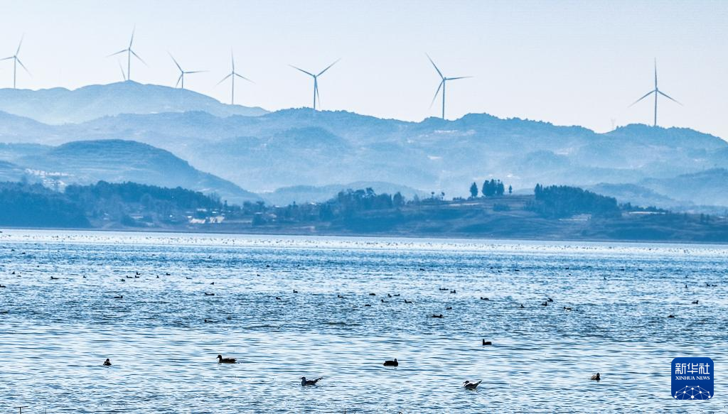 大批越冬候鸟飞抵贵州草海