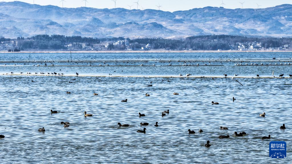 大批越冬候鸟飞抵贵州草海