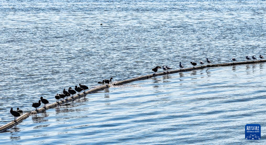 大批越冬候鸟飞抵贵州草海