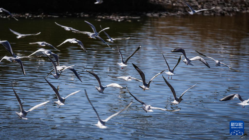 大批越冬候鸟飞抵贵州草海