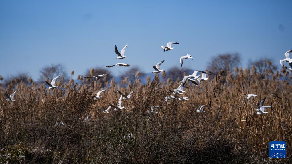 大批越冬候鸟飞抵贵州草海