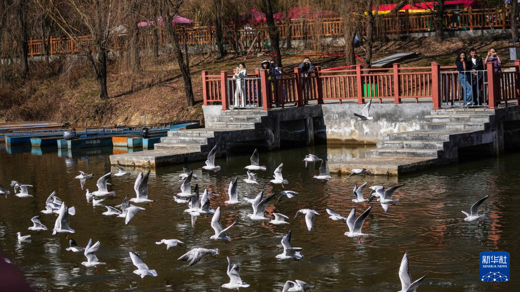大批越冬候鸟飞抵贵州草海