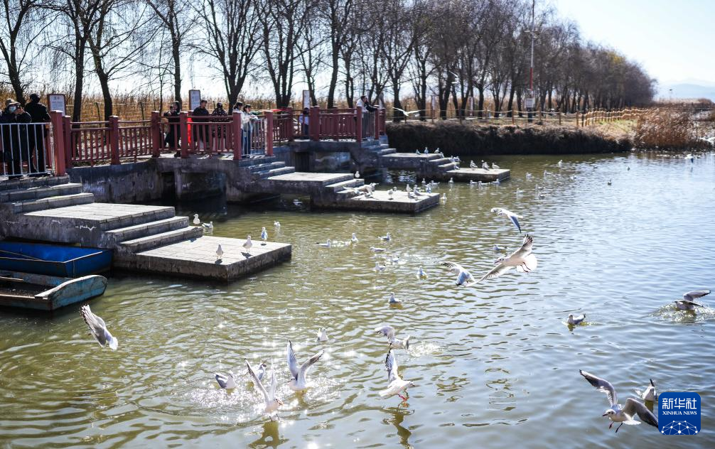 大批越冬候鸟飞抵贵州草海