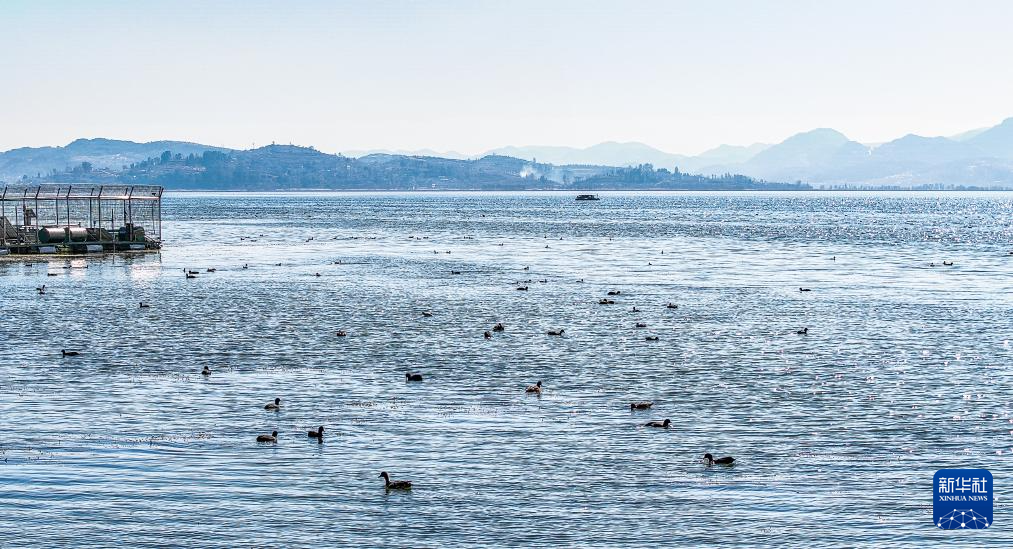 大批越冬候鸟飞抵贵州草海