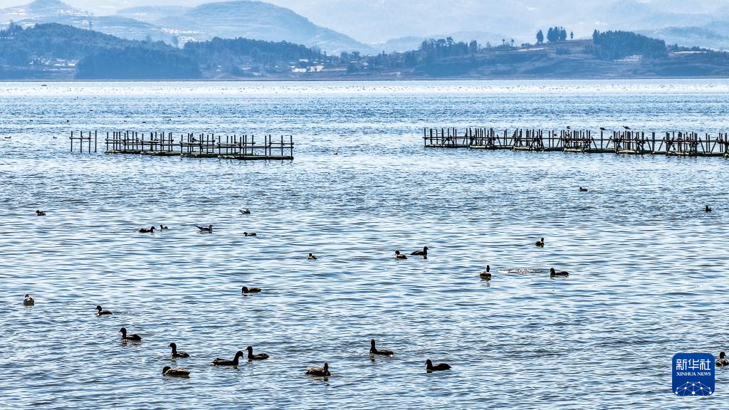 大批越冬候鸟飞抵贵州草海