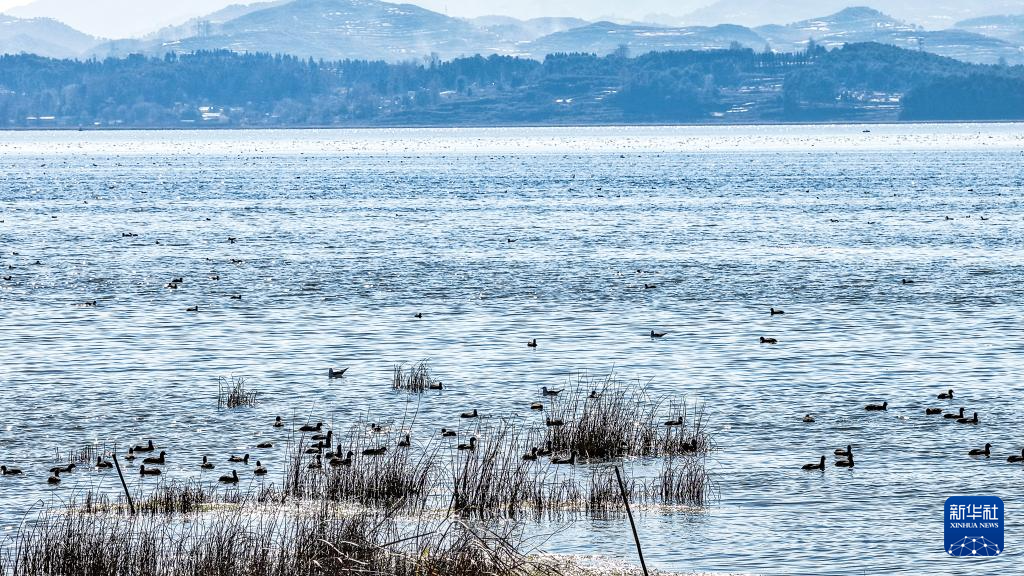 大批越冬候鸟飞抵贵州草海