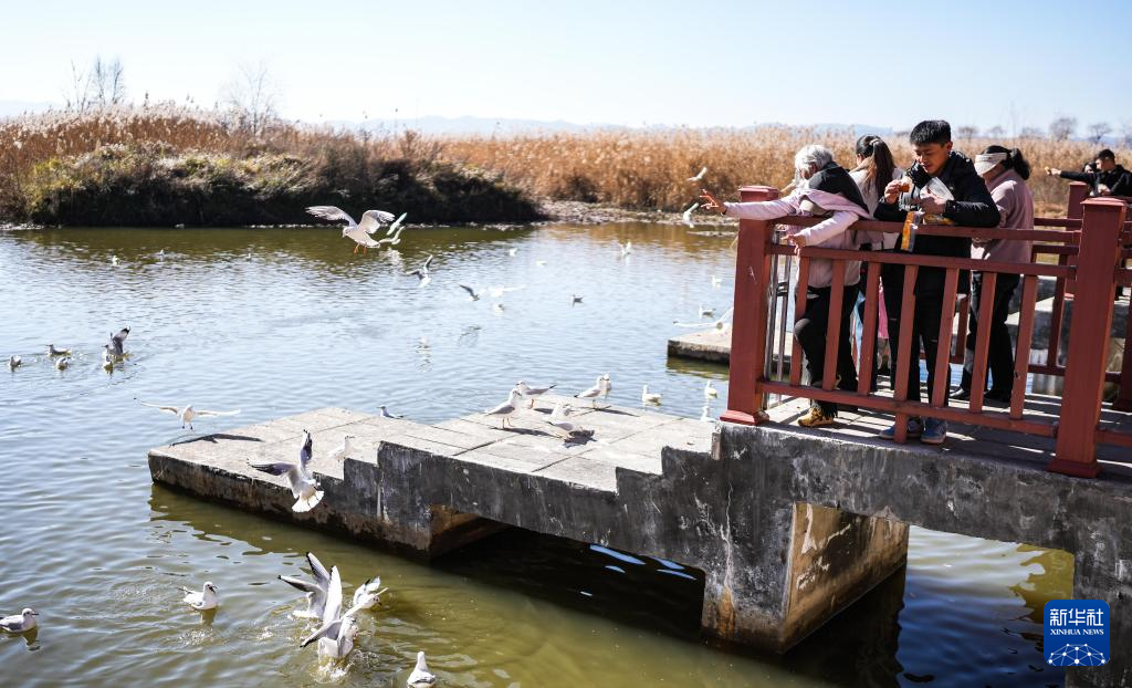 大批越冬候鸟飞抵贵州草海
