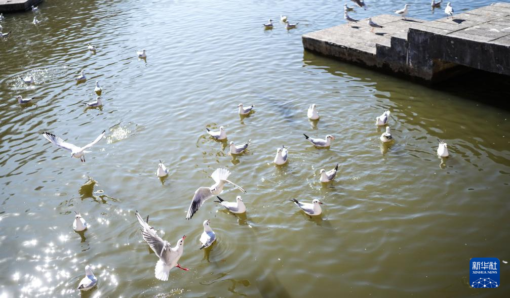 大批越冬候鸟飞抵贵州草海
