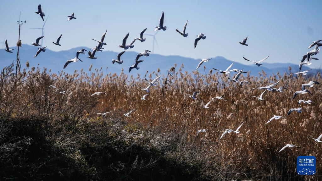 大批越冬候鸟飞抵贵州草海