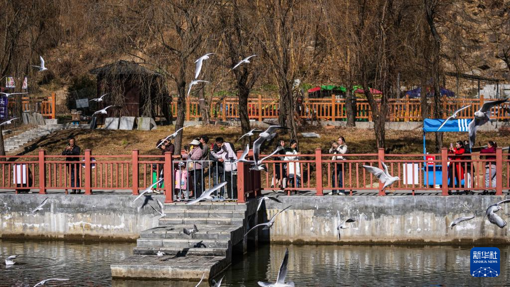 大批越冬候鸟飞抵贵州草海
