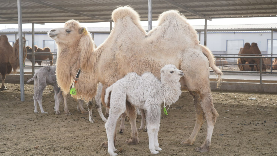 柯坪县特色农副产品新闻发布会：多维赋能 成果丰硕