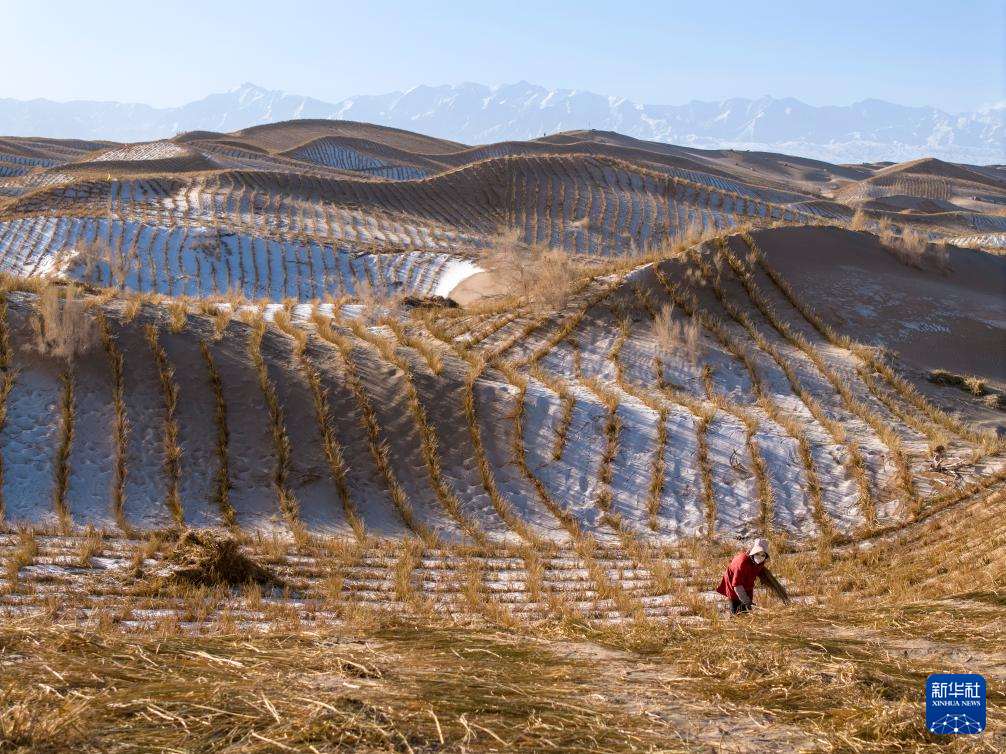 甘肃阿克塞:雪后忙治沙