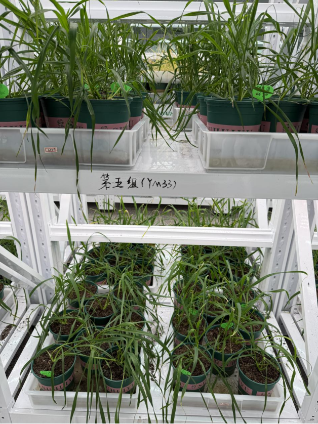 华中农业大学：引导学生在真实场景开展前沿探索