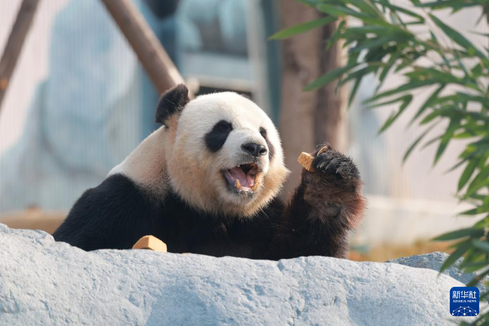 中国大熊猫保护研究中心绵阳基地开启试运营