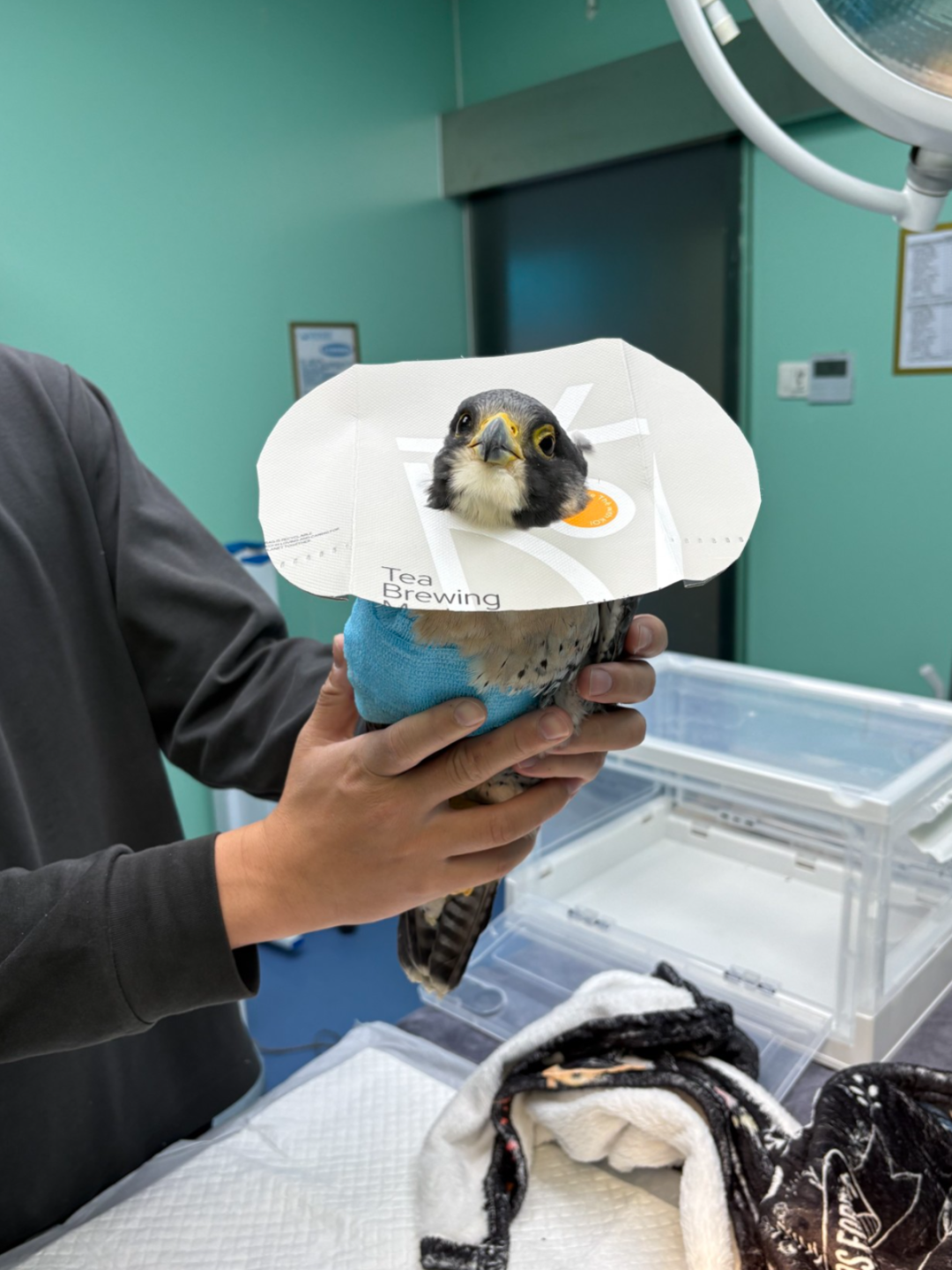 生态文明建设迈出关键一步！福建厦门首个野生动物收容救护中心运行良好