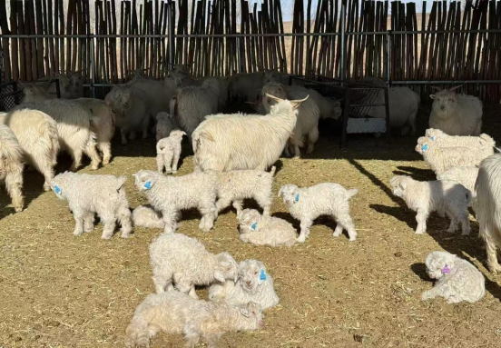 鄂托克旗冬日暖棚“羊”气足!双羔满圈,牧民笑开颜