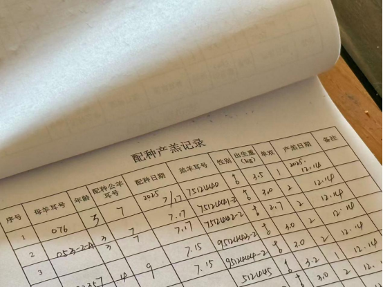 鄂托克旗冬日暖棚“羊”气足!双羔满圈,牧民笑开颜