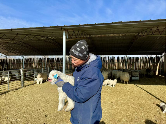 鄂托克旗冬日暖棚“羊”气足!双羔满圈,牧民笑开颜